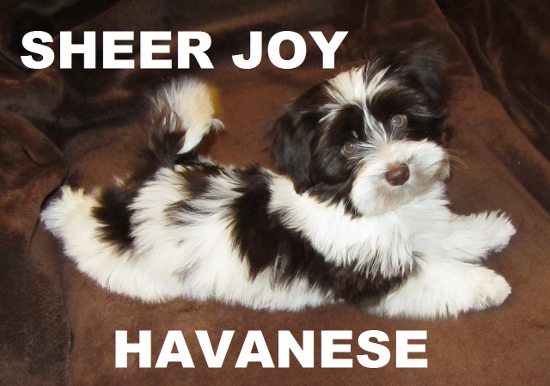 havanese chihuahua for sale